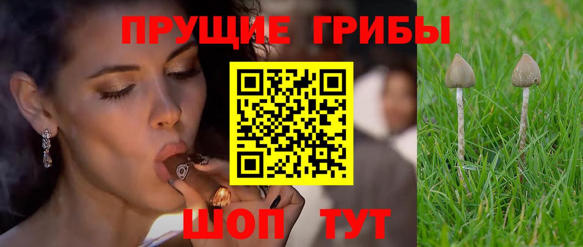Галлюциногенные грибы Psilocybine cubensis  Вход с VPN  Бердск 